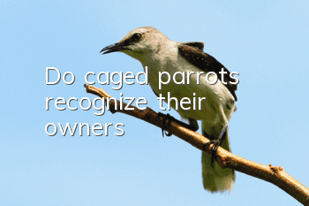 Do caged parrots recognize their owners?