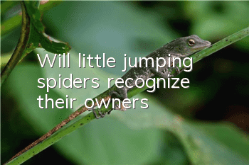 Will little jumping spiders recognize their owners?