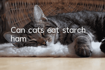 Can cats eat starch ham?