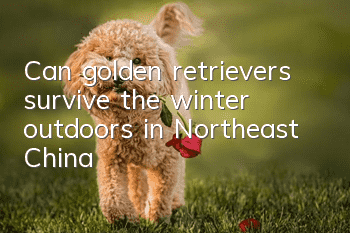 Can golden retrievers survive the winter outdoors in Northeast China?
