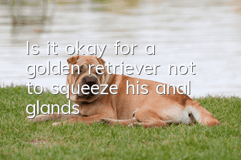 Is it okay for a golden retriever not to squeeze his anal glands?