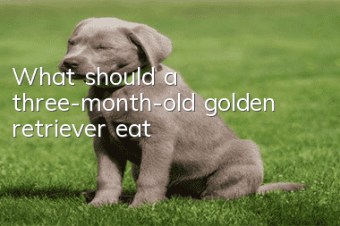 What should a three-month-old golden retriever eat?