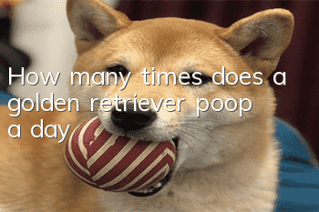 How many times does a golden retriever poop a day?