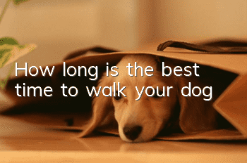 How long is the best time to walk your dog?