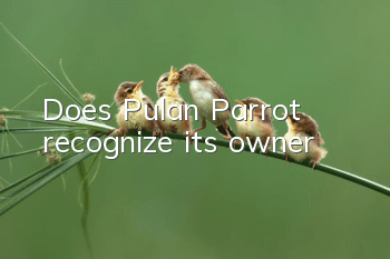 Does Pulan Parrot recognize its owner?