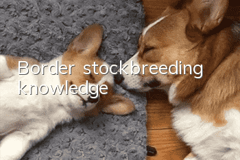 Border stockbreeding knowledge