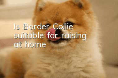 Is Border Collie suitable for raising at home?