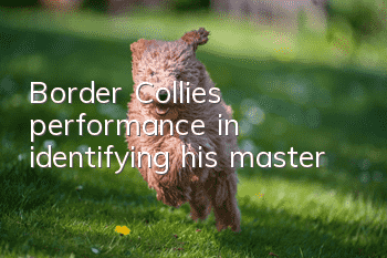 Border Collie's performance in identifying his master