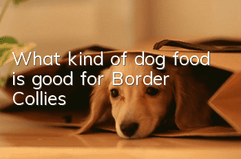 What kind of dog food is good for Border Collies?