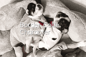 Border Collie Character