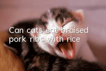 Can cats eat braised pork ribs with rice?