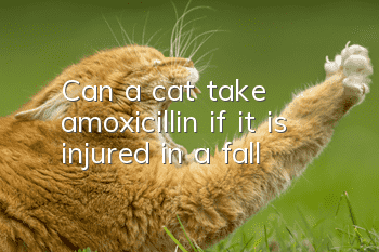 Can a cat take amoxicillin if it is injured in a fall?