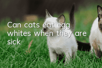 Can cats eat egg whites when they are sick?