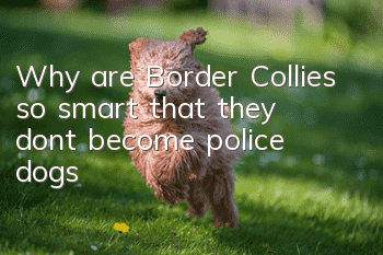 Why are Border Collies so smart that they don’t become police dogs?