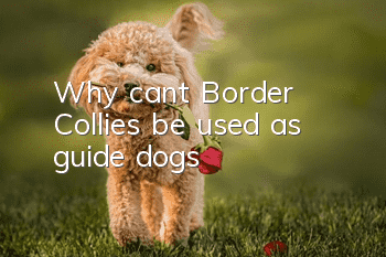 Why can’t Border Collies be used as guide dogs?