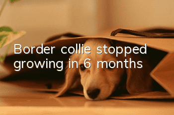 Border collie stopped growing in 6 months