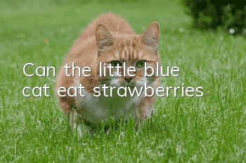 Can the little blue cat eat strawberries?