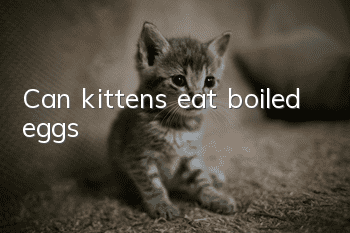 Can kittens eat boiled eggs?
