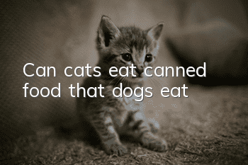 Can cats eat canned food that dogs eat?