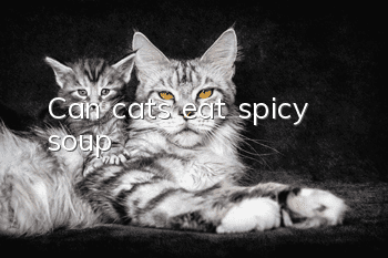 Can cats eat spicy soup?