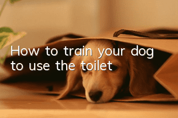 How to train your dog to use the toilet