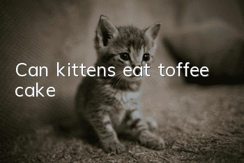 Can kittens eat toffee cake?
