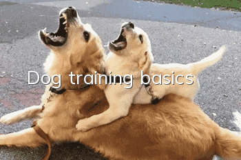 Dog training basics