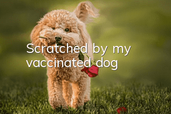 Scratched by my vaccinated dog