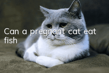 Can a pregnant cat eat fish?