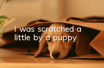 I was scratched a little by a puppy