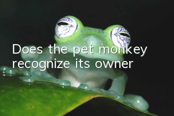 Does the pet monkey recognize its owner?