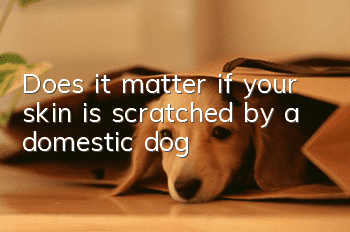 Does it matter if your skin is scratched by a domestic dog?