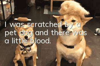 I was scratched by a pet dog and there was a little blood.