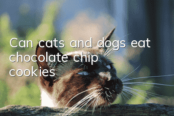 Can cats and dogs eat chocolate chip cookies?