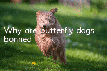 Why are butterfly dogs banned?