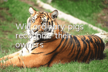 Will ordinary pigs recognize their owners?