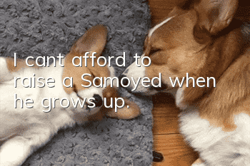 I can’t afford to raise a Samoyed when he grows up.