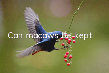 Can macaws be kept?