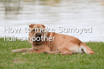 How to make Samoyed hair smoother