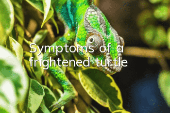 Symptoms of a frightened turtle