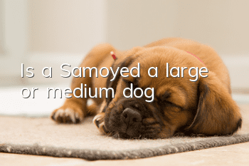 Is a Samoyed a large or medium dog?