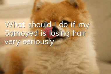 What should I do if my Samoyed is losing hair very seriously?