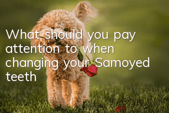 What should you pay attention to when changing your Samoyed teeth?
