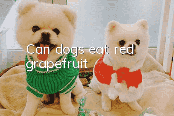 Can dogs eat red grapefruit?