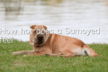 How hot does a Samoyed feel?