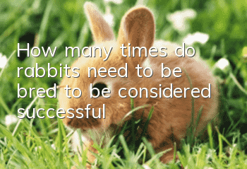 How many times do rabbits need to be bred to be considered successful?