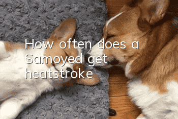 How often does a Samoyed get heatstroke?