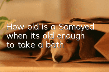 How old is a Samoyed when it’s old enough to take a bath?