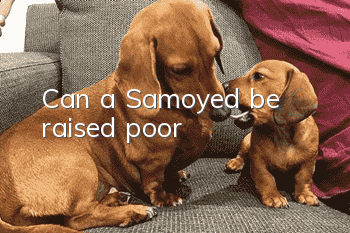 Can a Samoyed be raised poor?