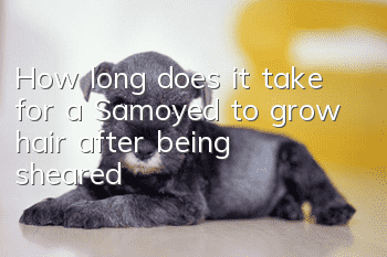 How long does it take for a Samoyed to grow hair after being sheared?